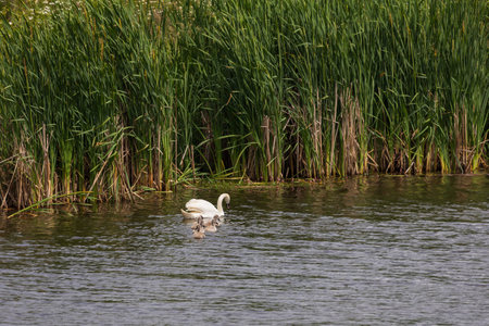 An adult swan and her baby swans swim on the surface of a pondの写真素材