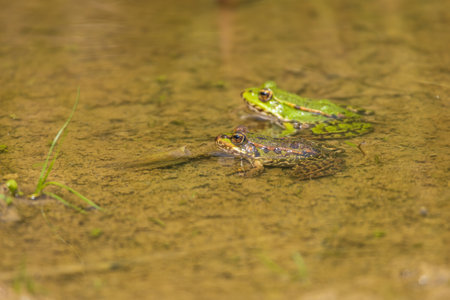 Green frog on the edge of a pondの写真素材