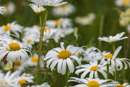 Daisy - blooming white flower with yellow center in a meadowの写真素材
