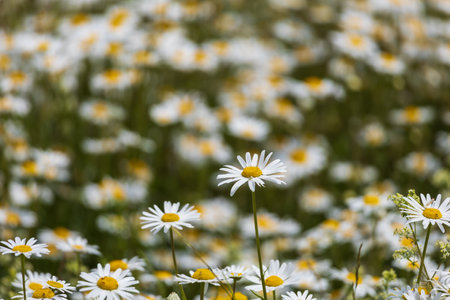 Daisy - blooming white flower with yellow center in a meadowの写真素材