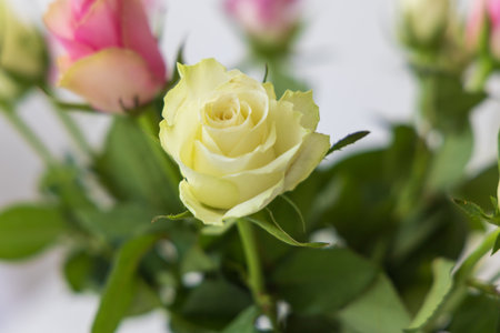 Colorful roses in a vase on a table in the interiorの写真素材