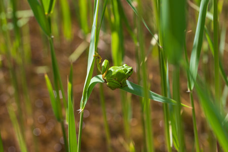 Hyla arborea - Green tree frog on a stalk. The background is green. The photo has a nice bokeh. Wild photoの写真素材