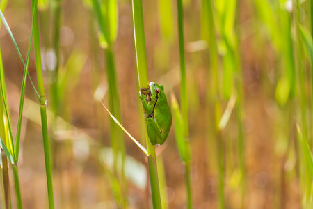 Hyla arborea - Green tree frog on a stalk. The background is green. The photo has a nice bokeh. Wild...