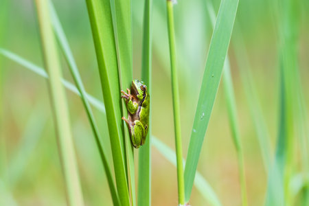 Hyla arborea - Green tree frog on a stalk. The background is green. The photo has a nice bokeh. Wild photoの写真素材
