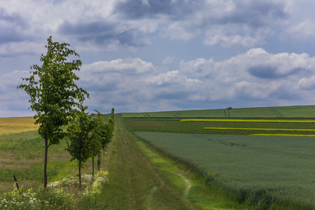 Spring village landscape. Green fields and meadows with grainの写真素材