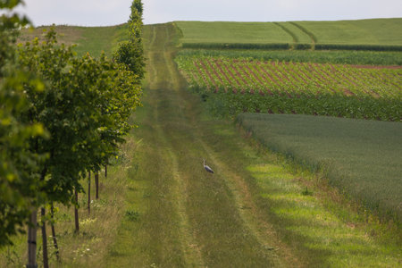 Spring village landscape. Green fields and meadows with grainの写真素材