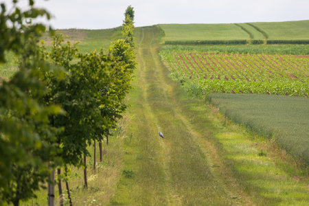 Spring village landscape. Green fields and meadows with grainの写真素材