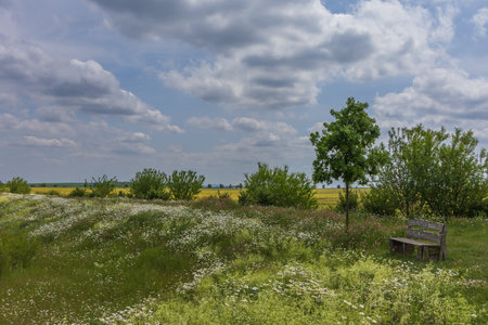 Spring village landscape. Green fields and meadows with grainの写真素材