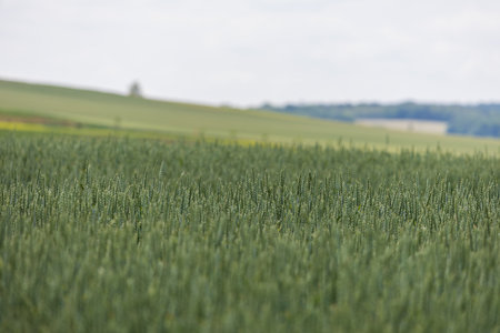 Spring village landscape. Green fields and meadows with grainの写真素材