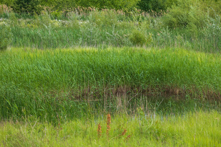 Artificial wetland in the landscape. Green plants by the water of the pondの写真素材