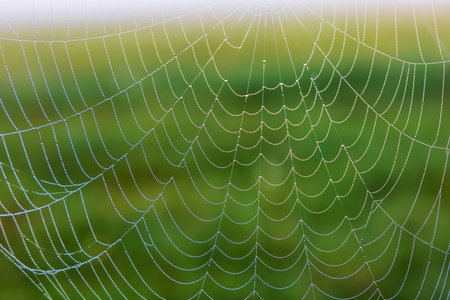 Spider web with morning dew. Water makes small balls on the spider webの写真素材