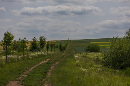 Spring village landscape. Green fields and meadows with grainの写真素材