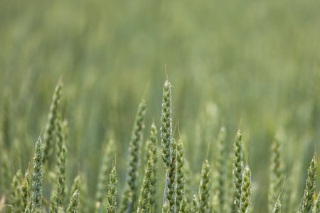 Field with green ears of grainの写真素材