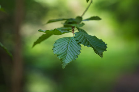 Tree leaves with green backgroundの写真素材