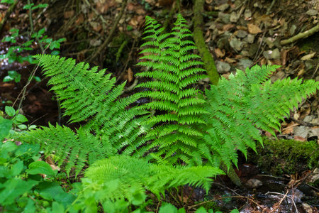 Green fern leaves in the forestの写真素材