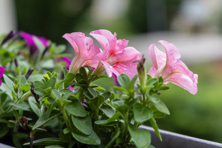 Colorful balcony flowers in sunny weatherの写真素材