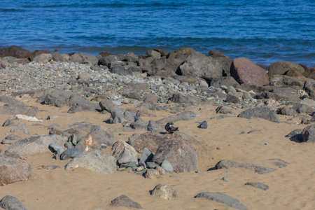 Faro de Maspalomas Spain seascape, beach and lighthouse Faro and sand dunes in Gran Canariaの写真素材