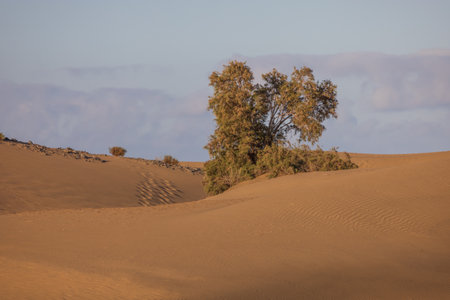 Seascape and dunes at Faro de Maspalomas on Gran Canaria, Spainの写真素材