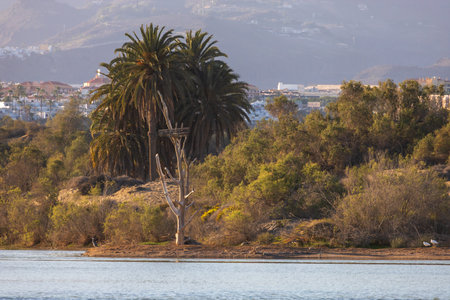 Seascape and dunes at Faro de Maspalomas on Gran Canaria, Spainの写真素材