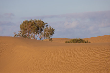 Seascape and dunes at Faro de Maspalomas on Gran Canaria, Spainの写真素材