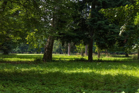 Landscape in the park. View of summer landscape with treesの写真素材