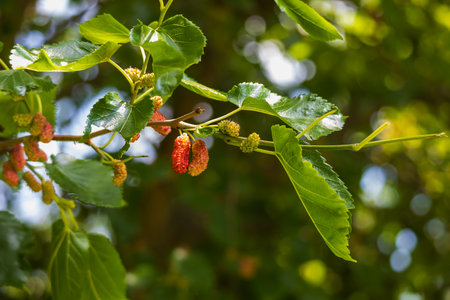 Ripening fruits of the Mulberry tree among green leavesの写真素材