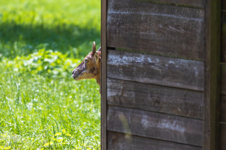 Mouflon - Ovis aries musimon is in the grassの写真素材