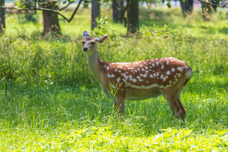Young European Fallow Deer - Dama dama in sunny forestの写真素材