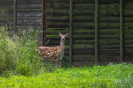Young European Fallow Deer - Dama dama in sunny forestの写真素材
