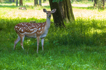 Young European Fallow Deer - Dama dama in sunny forestの写真素材