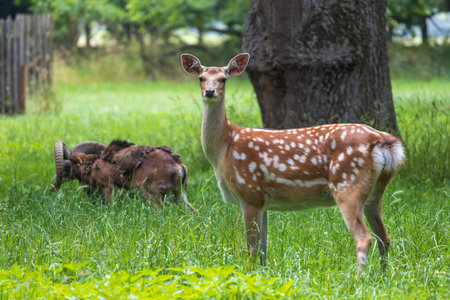 Young European Fallow Deer - Dama dama in sunny forestの写真素材
