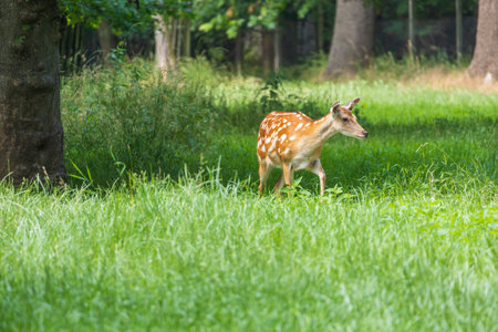 Young European Fallow Deer - Dama dama in sunny forestの写真素材