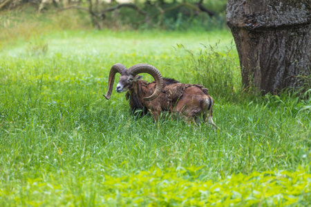 Young European Fallow Deer - Dama dama in sunny forestの写真素材