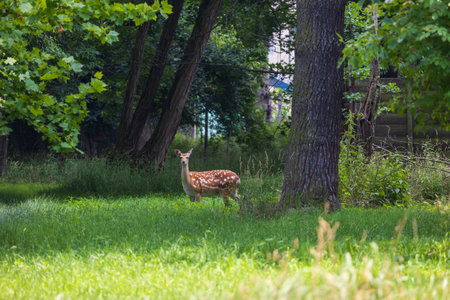 Young European Fallow Deer - Dama dama in sunny forestの写真素材