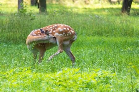 Young European Fallow Deer - Dama dama in sunny forestの写真素材