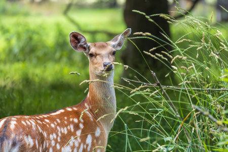 Young European Fallow Deer - Dama dama in sunny forestの写真素材
