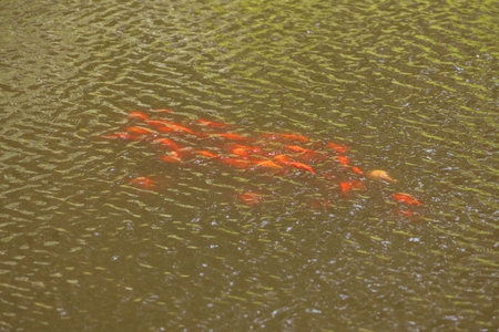 Koi carp in a pond under the surfaceの写真素材