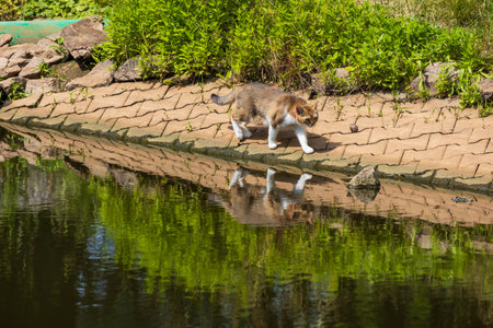 The domestic cat is on a trip by the pondの写真素材