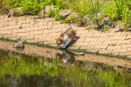 The domestic cat is on a trip by the pondの写真素材