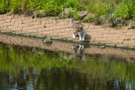 The domestic cat is on a trip by the pondの写真素材