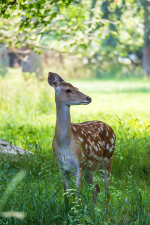 Young European Fallow Deer - Dama dama in sunny forestの写真素材