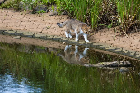 The domestic cat is on a trip by the pondの写真素材