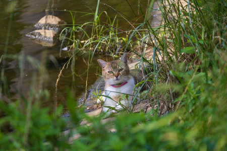 The domestic cat is on a trip by the pondの写真素材