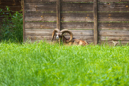 Mouflon - Ovis aries musimon with young is in the grass in the forestの写真素材