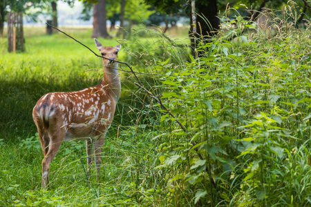 Young European Fallow Deer - Dama dama in sunny forestの写真素材