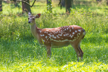 Young European Fallow Deer - Dama dama in sunny forestの写真素材