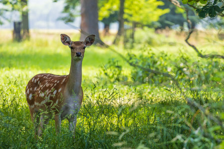 Young European Fallow Deer - Dama dama in sunny forestの写真素材