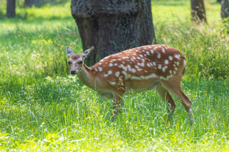 Young European Fallow Deer - Dama dama in sunny forestの写真素材