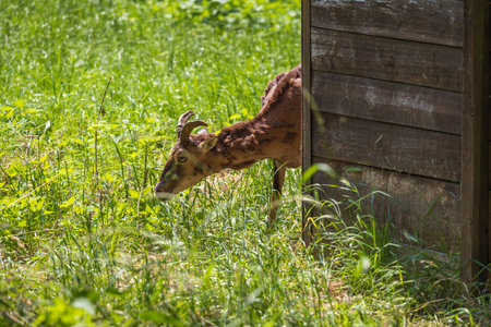 Mouflon - Ovis aries musimon with young is in the grass in the forestの写真素材