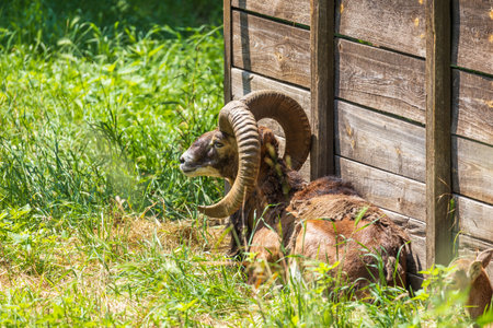 Mouflon - Ovis aries musimon with young is in the grass in the forestの写真素材